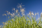 Miscanthus1 014.jpg